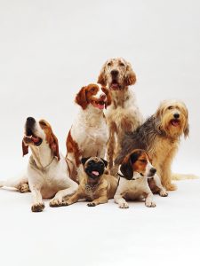 How much does dog breed or genetics matter?