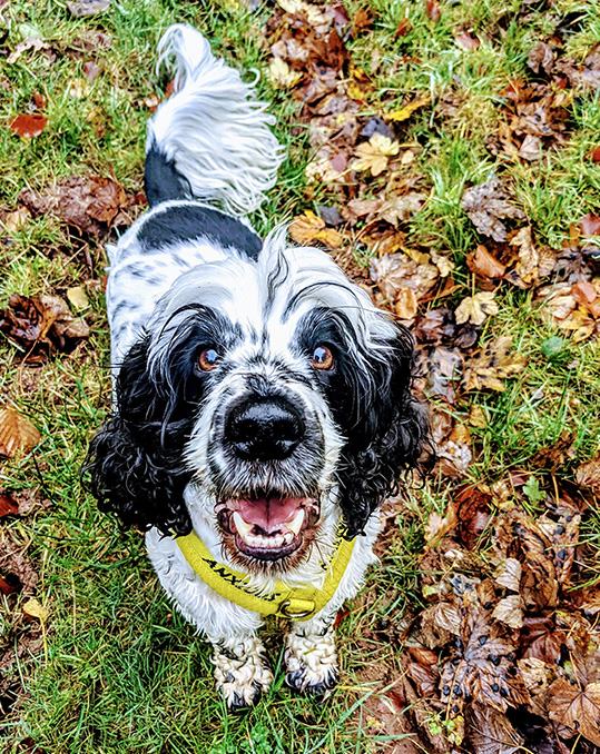 saxon outside amongst the leaves