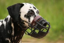 Why use Muzzles for dogs?