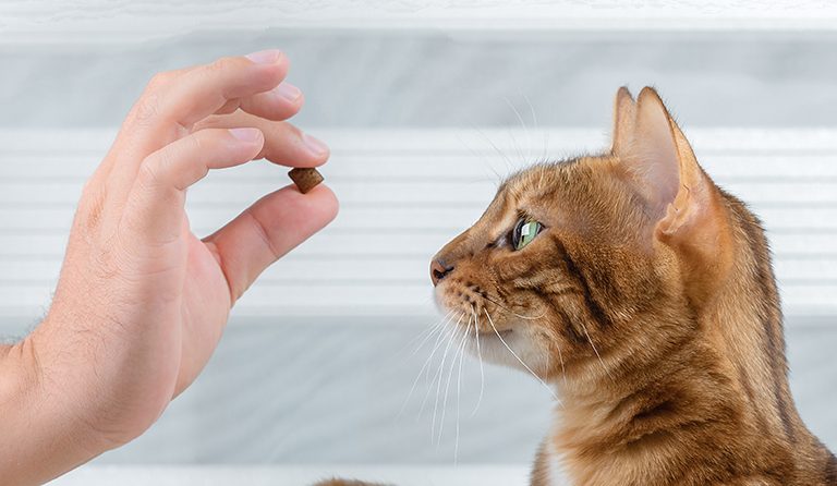 Cats can train too!