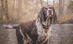How does the weather affect my pet?