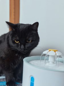 Water fountains can help your pet’s health!