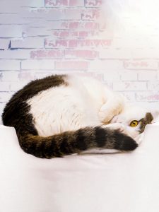 How does my pets weight affect behaviour?