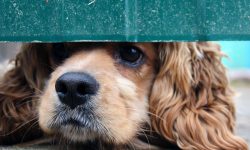 How long does it take to fix a behaviour problem?