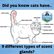 Scent Glands and Cats!