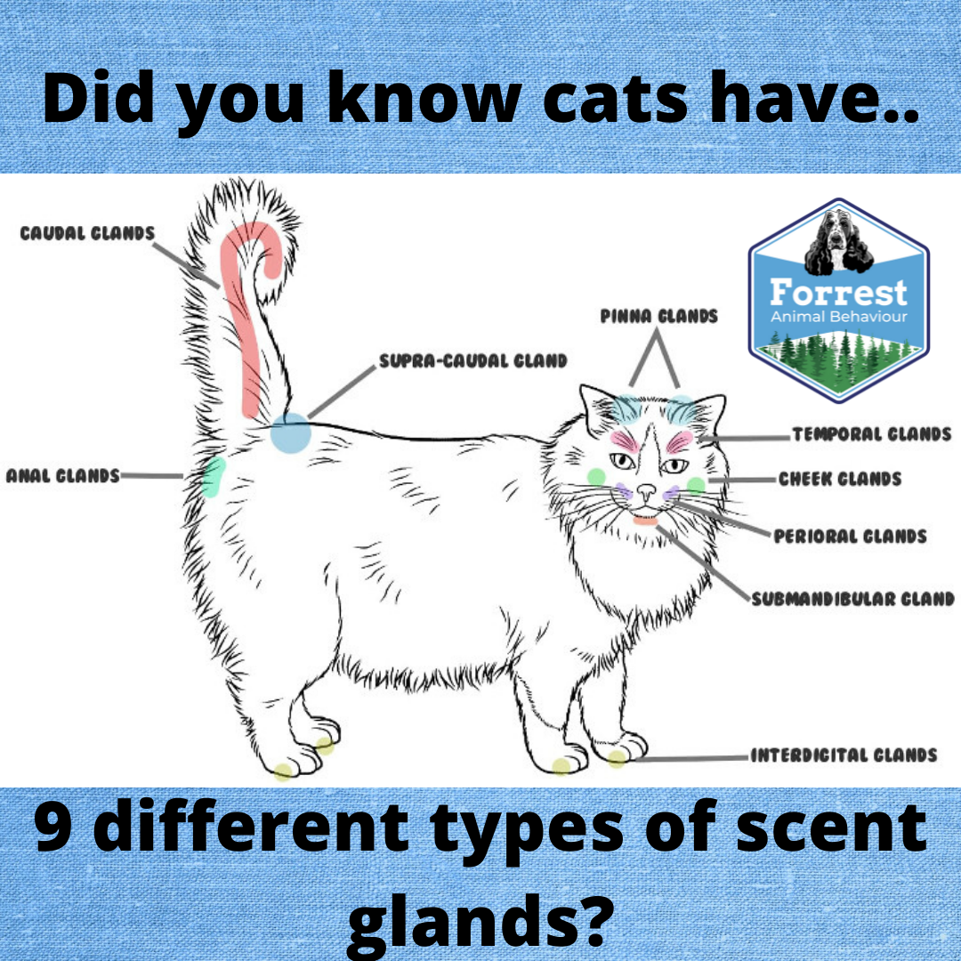 Scent Glands and Cats! Forrest Animal Behaviour