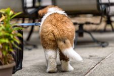 What does my dog’s tail wag mean?