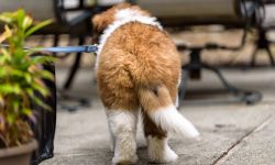 What does my dog’s tail wag mean?