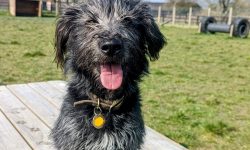 Secure dog walking fields
