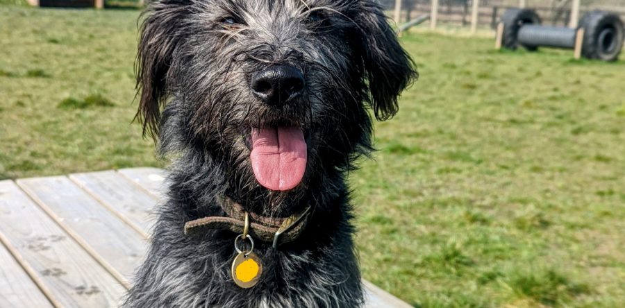 Secure Dog Walking Fields Forrest Animal Behaviour