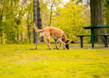 Scent work for dogs