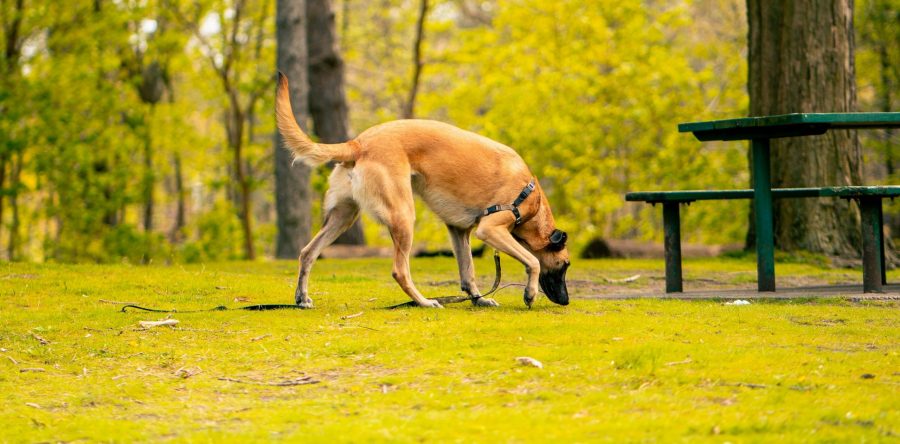 Scent work for dogs