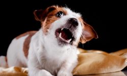 Why Do Dogs Growl?