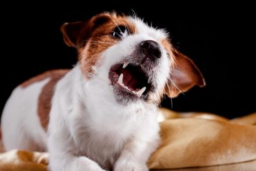 Why Do Dogs Growl?
