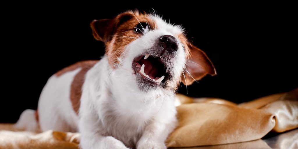 Why Do Dogs Growl? Forrest Animal Behaviour